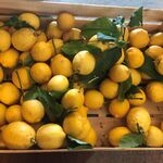 lemons1.jpg
