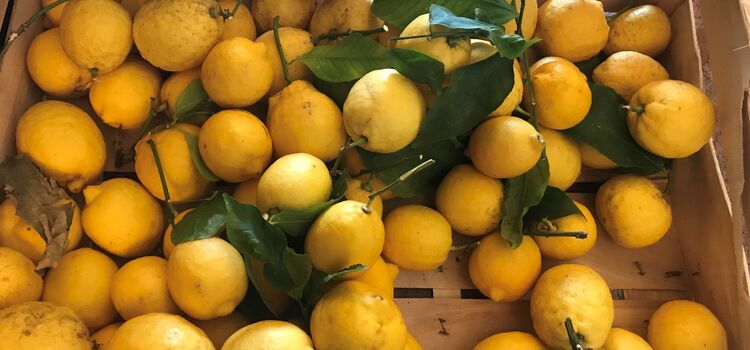 limoni freschi a Limone | Hotel Limone